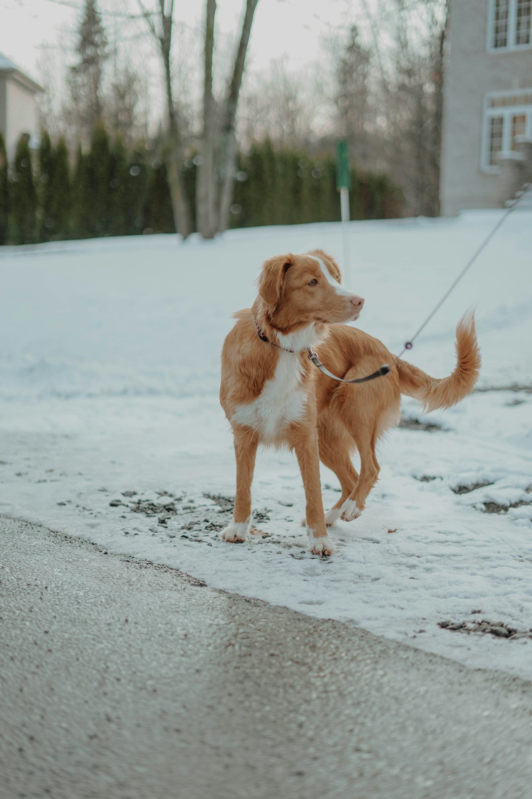 brown and white short coated dog running on snow covered ground during daytime