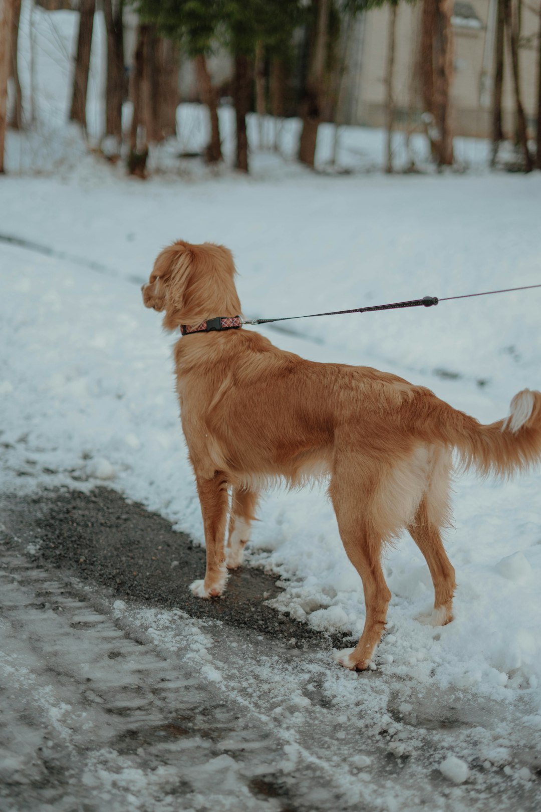 golden retriever on snow covered ground during daytime