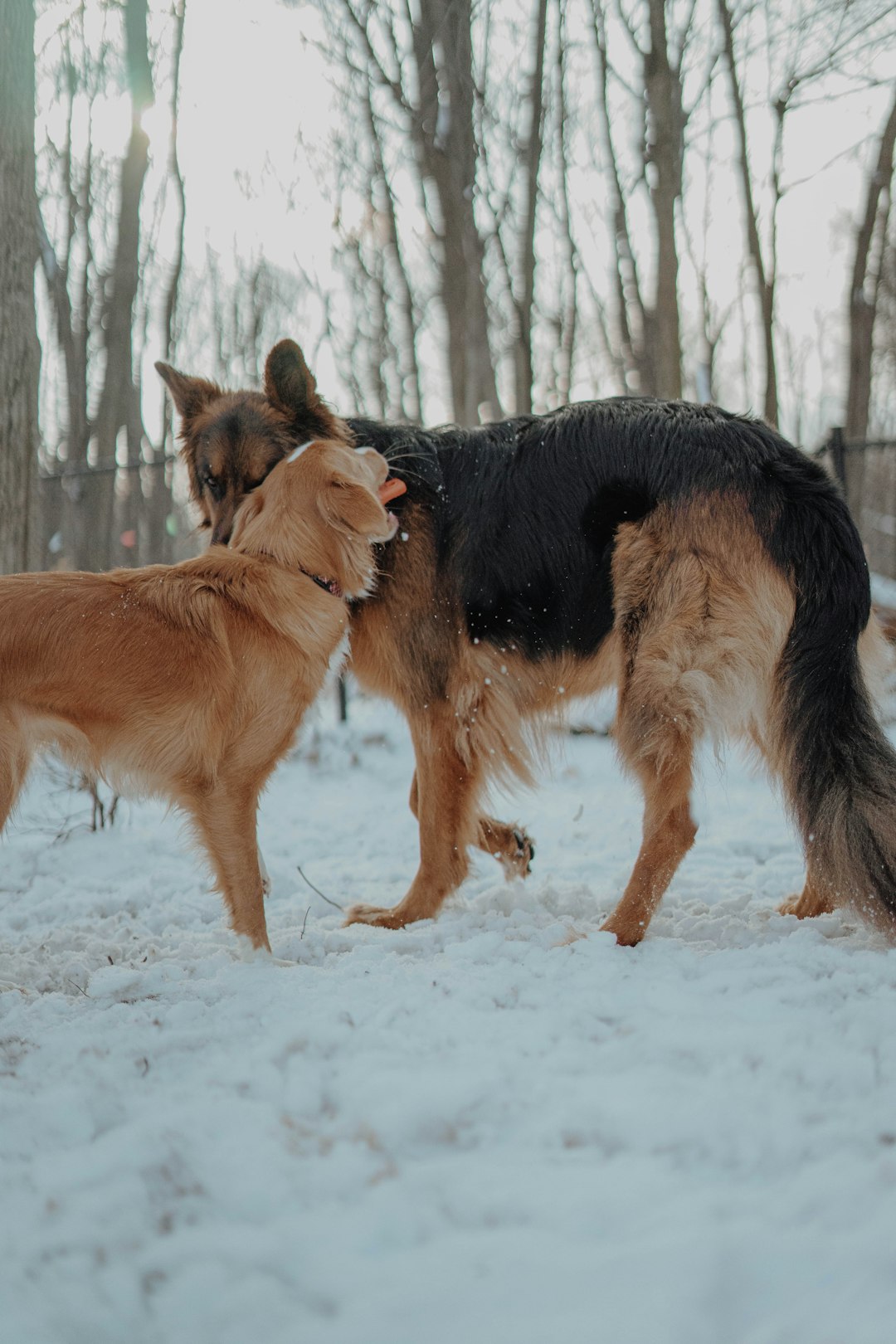 brown and black german shepherd running on snow covered ground during daytime