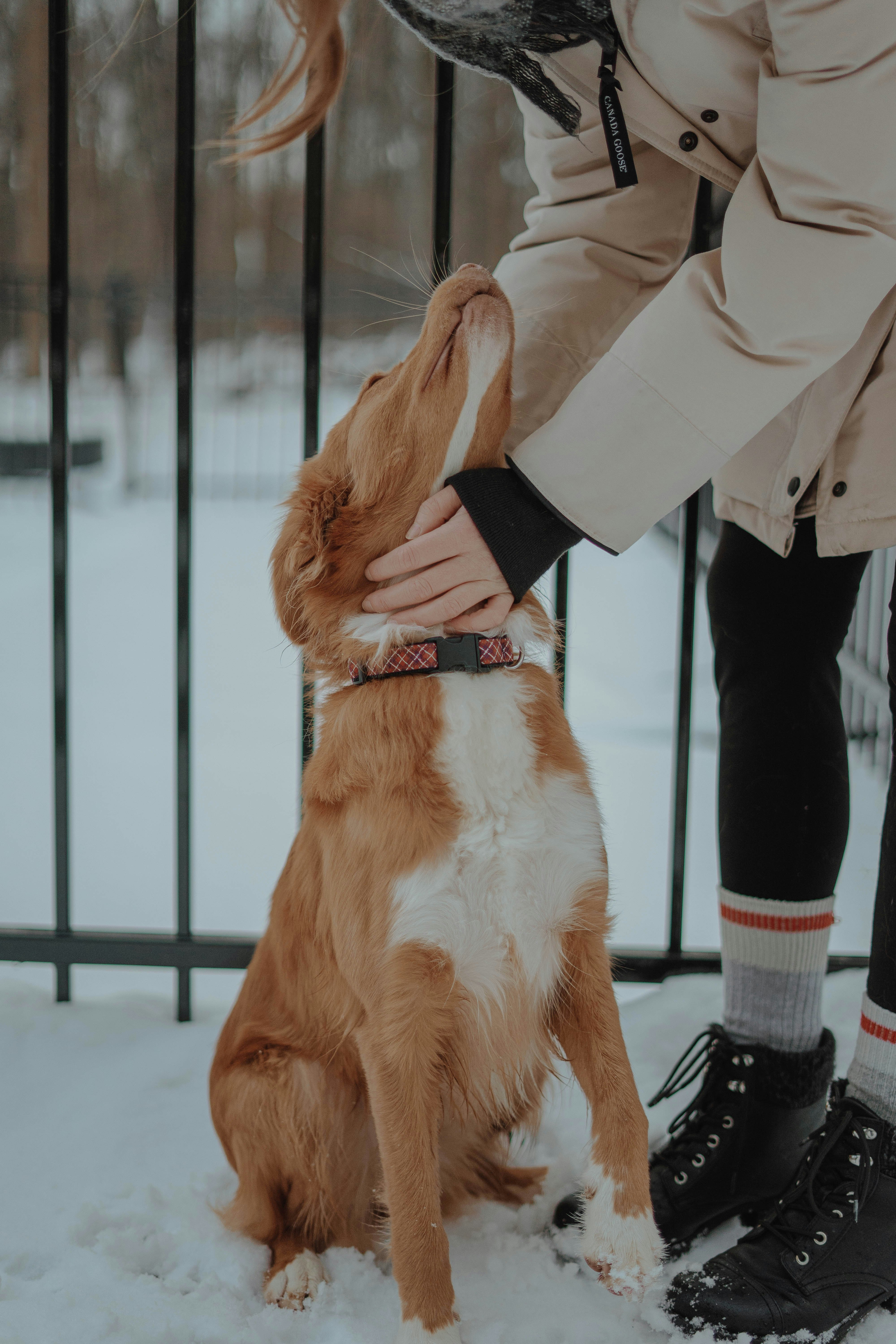 person in black pants and black leather boots holding brown dog