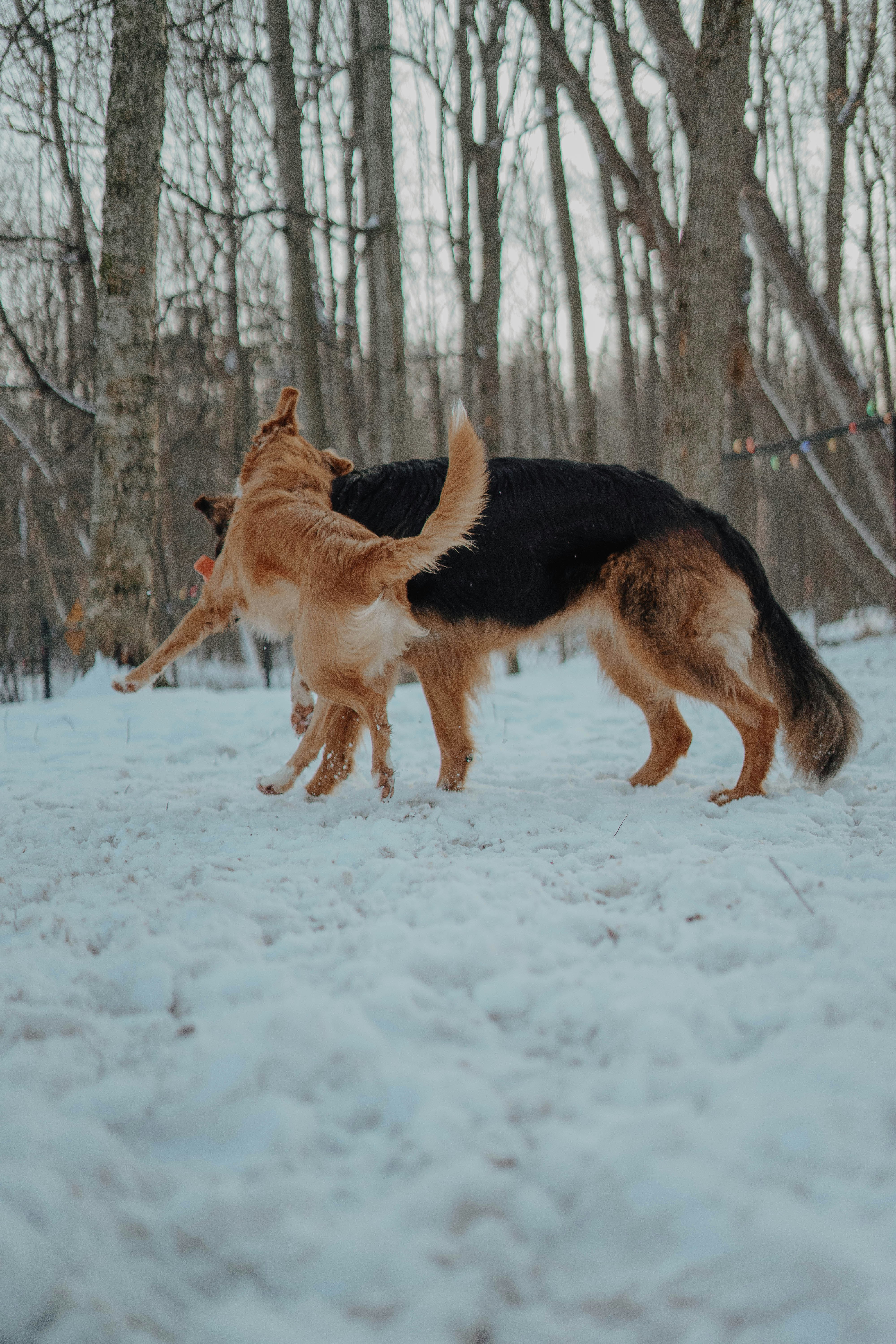 brown and black german shepherd on snow covered ground during daytime