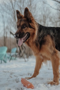 black and tan german shepherd on snow covered ground during daytime