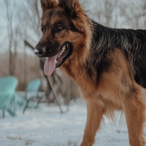 black and tan german shepherd on snow covered ground during daytime