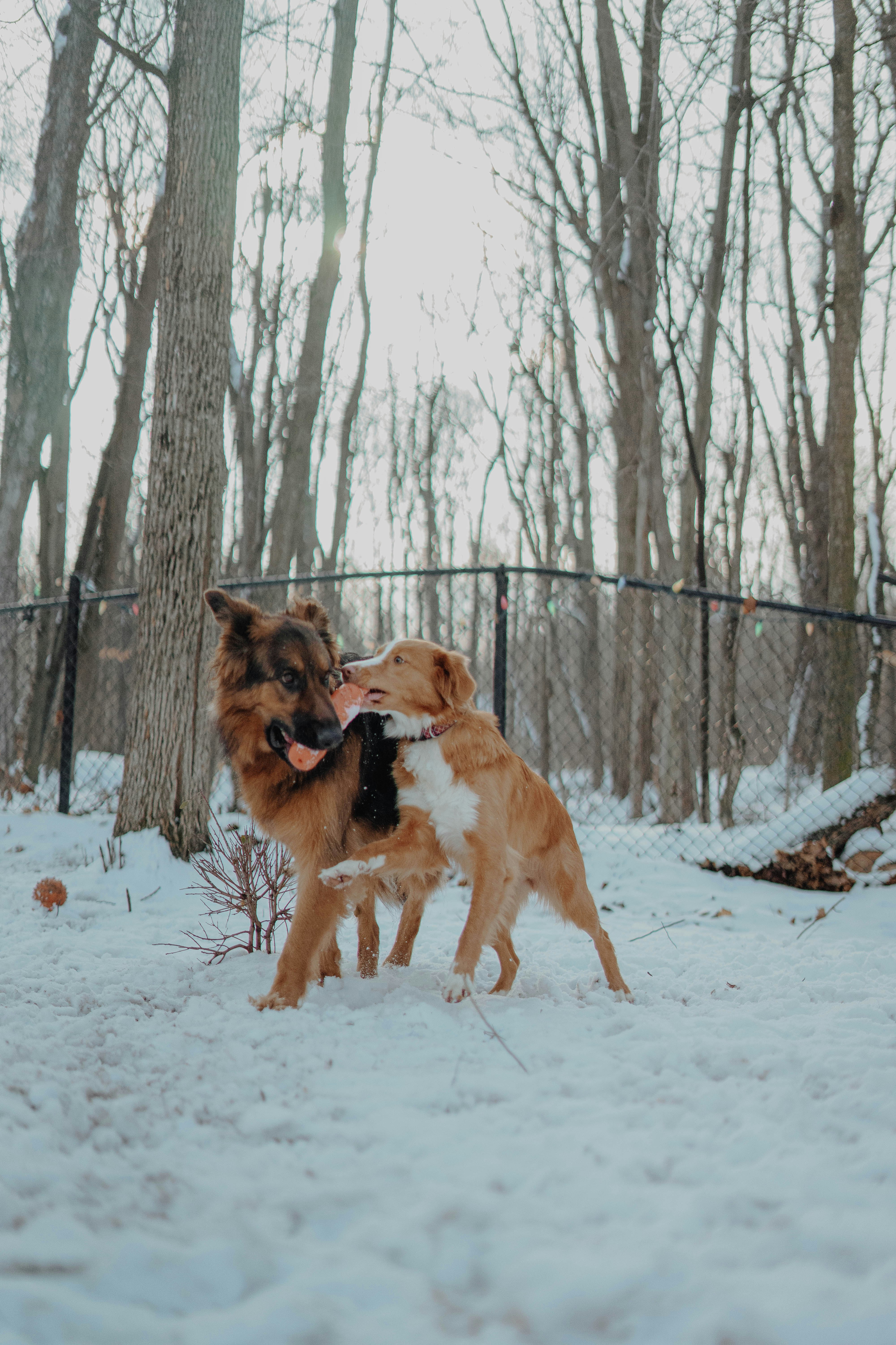 brown and white long coated dog on snow covered ground during daytime