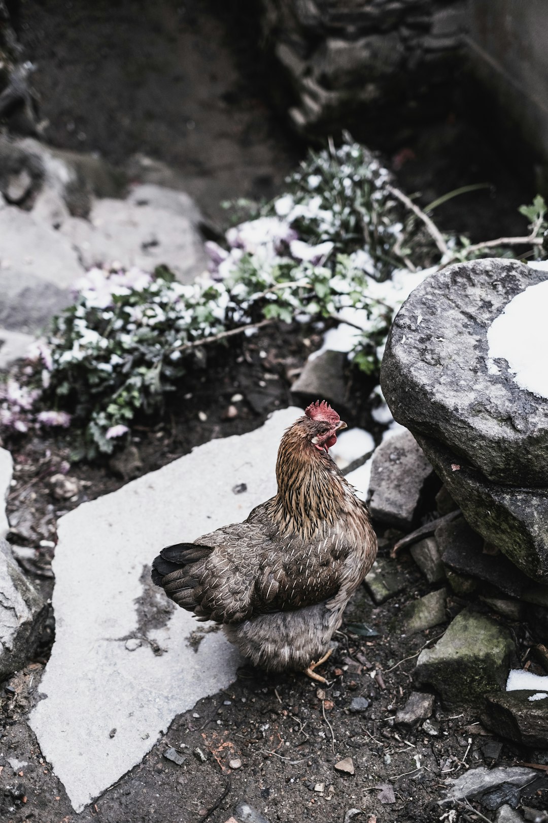 brown hen on gray rock