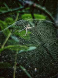 Close-up of a vibrant spider weaving an intricate web in a sunlit forest.