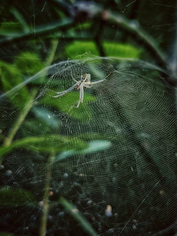 Close-up of a vibrant spider weaving an intricate web in a sunlit forest.