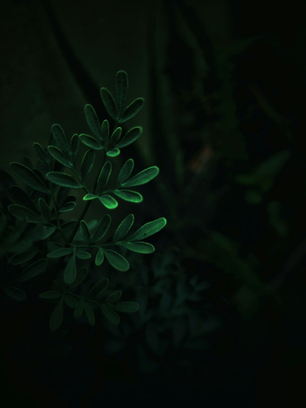 green plant in dark room