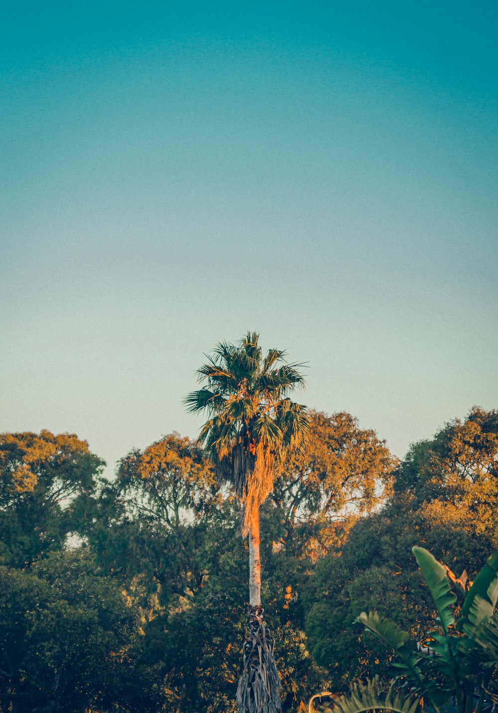 green and brown trees under blue sky during daytime