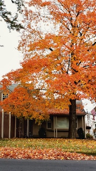 A residential house partially obscured by a large tree with vibrant orange autumn leaves. The tree's branches extend widely, with fallen leaves scattered across the lawn. An American flag hangs next to the house's entrance, and a wooden fence runs alongside the property.