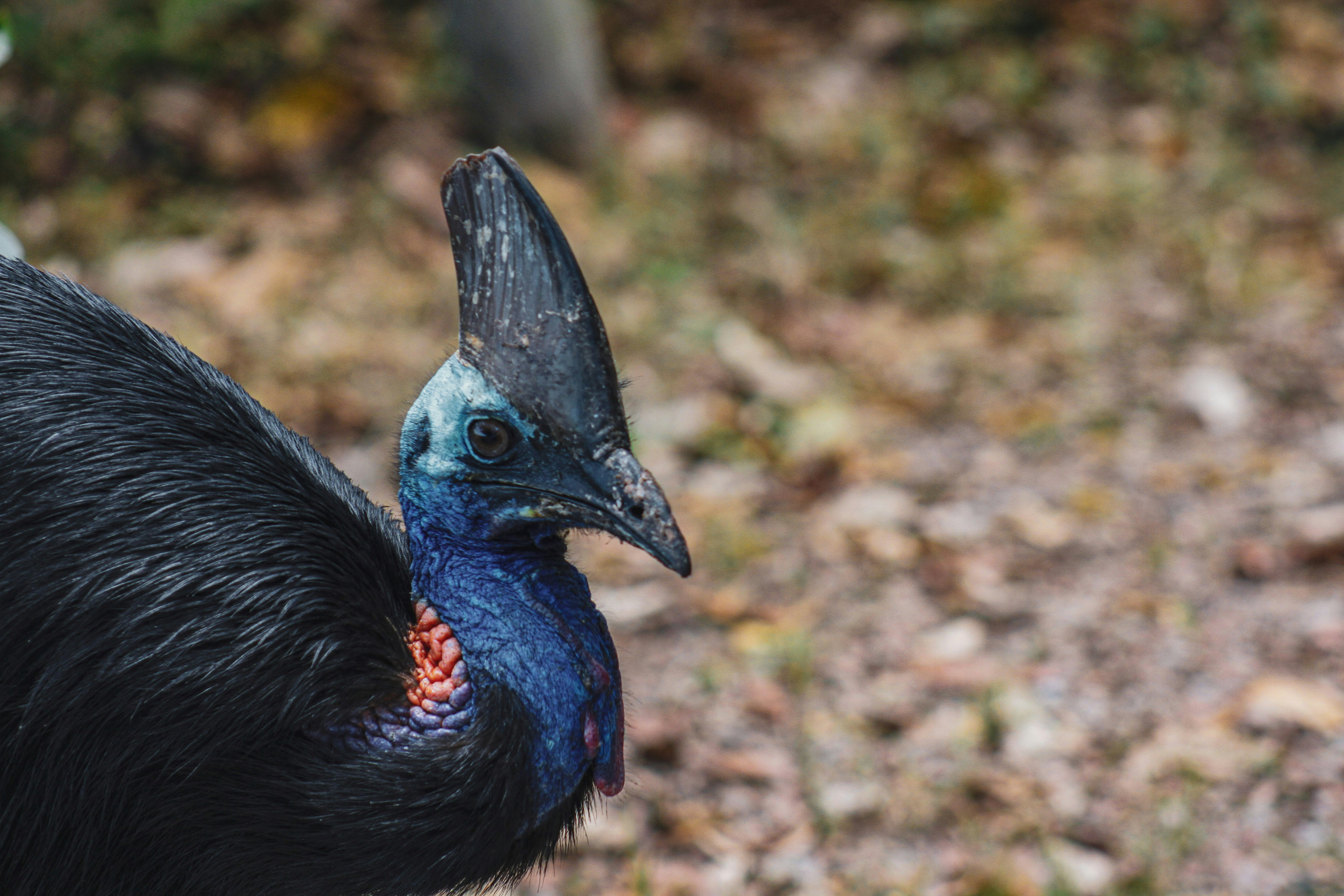 black and blue peacock on green grass during daytime