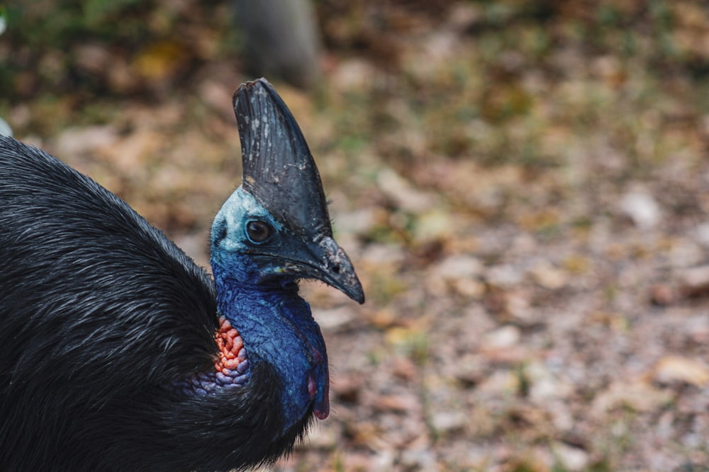 black and blue peacock on green grass during daytime