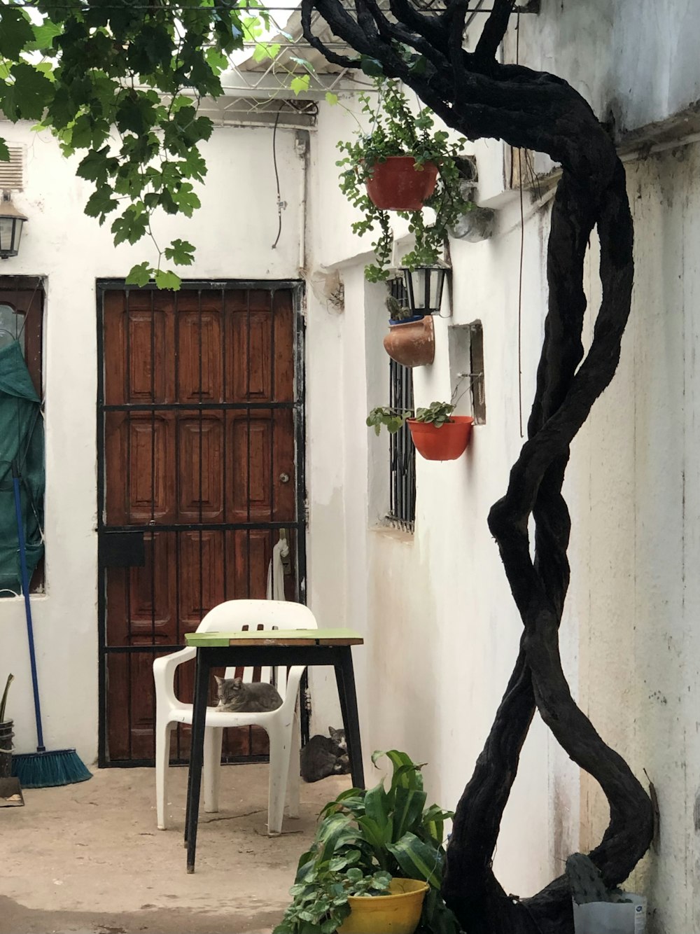 red wooden door with green vine plant