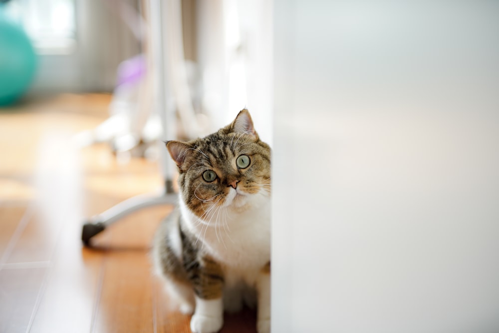 brown tabby cat on brown wooden floor