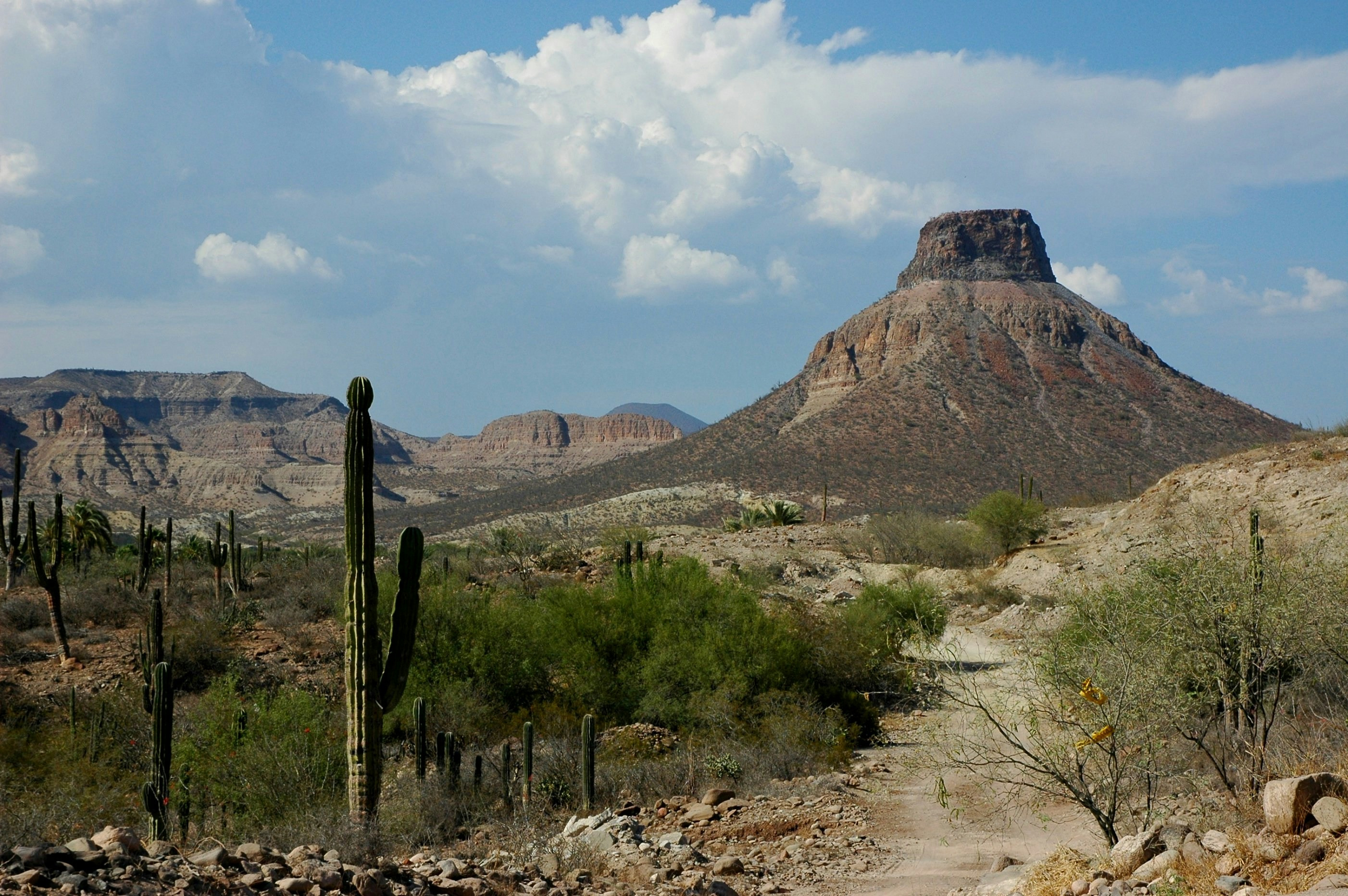 Ecosystems of Mexico The Desert
