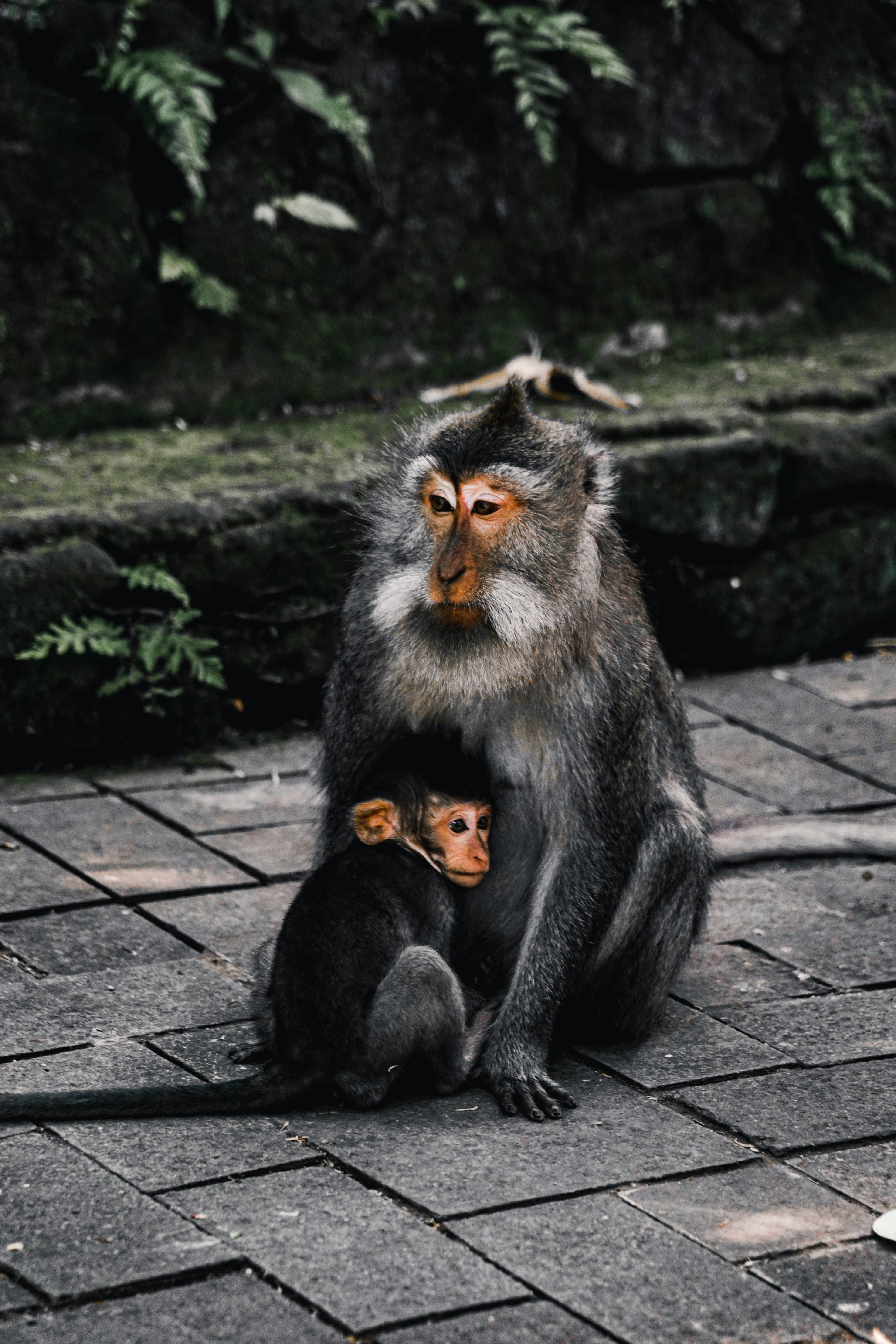 black and gray monkey sitting on gray concrete floor