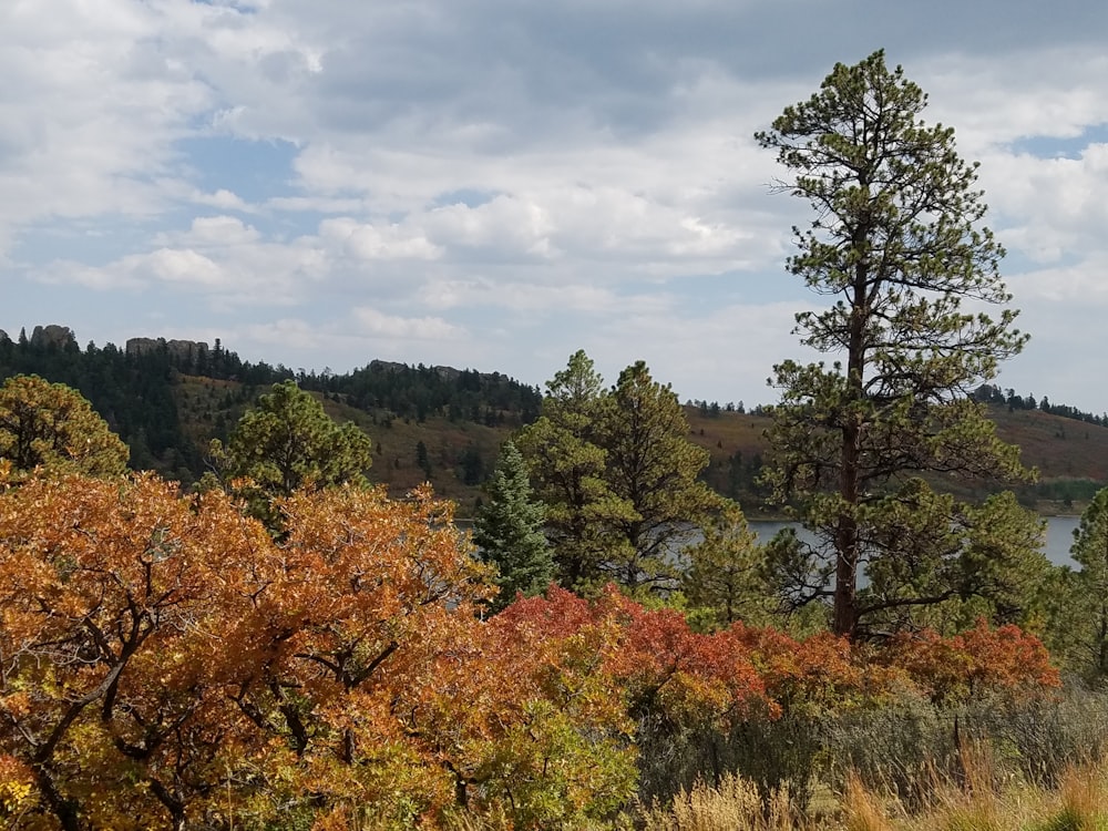 green and brown trees under white clouds during daytime