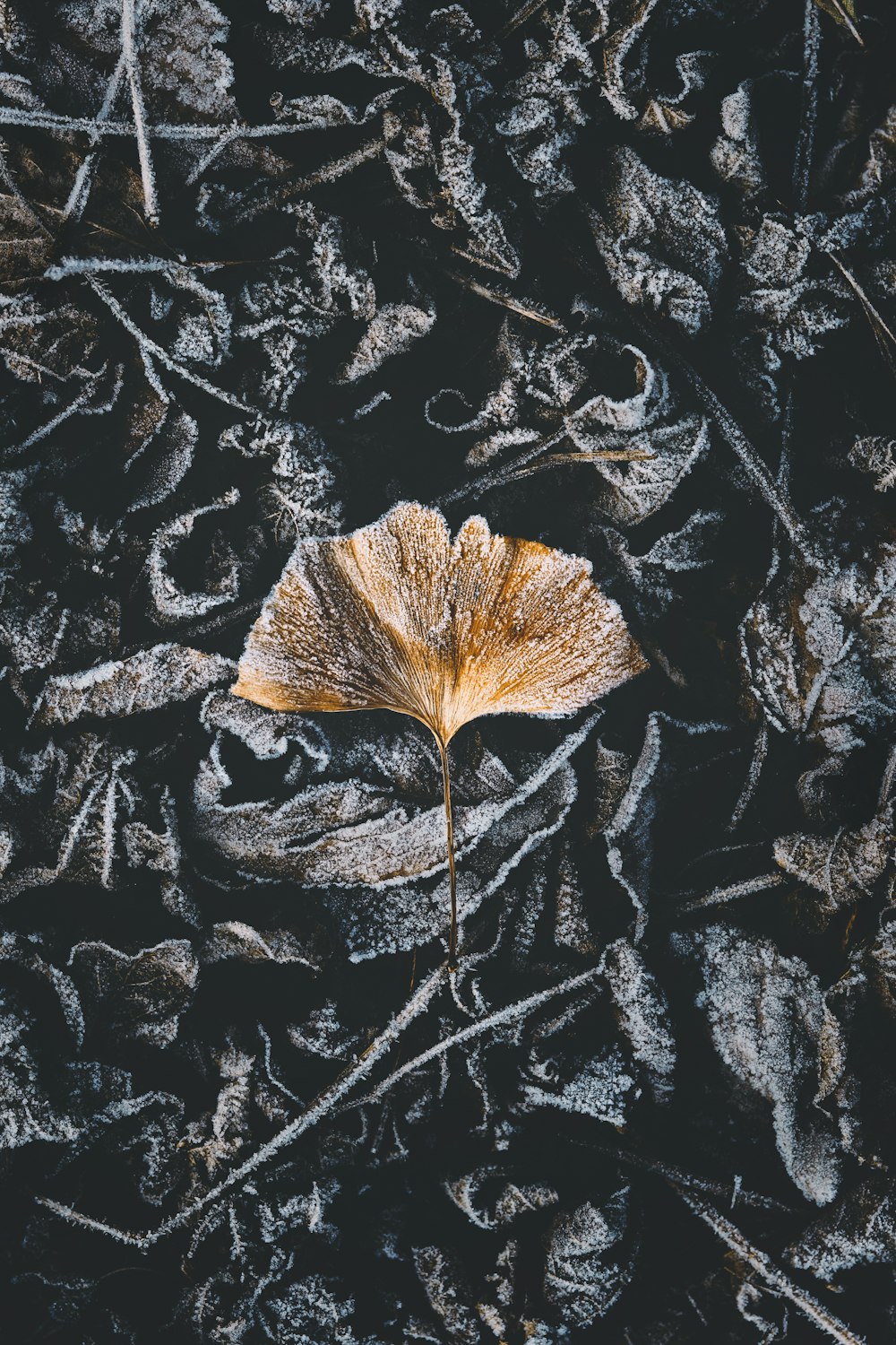 brown dried leaf on black and gray soil