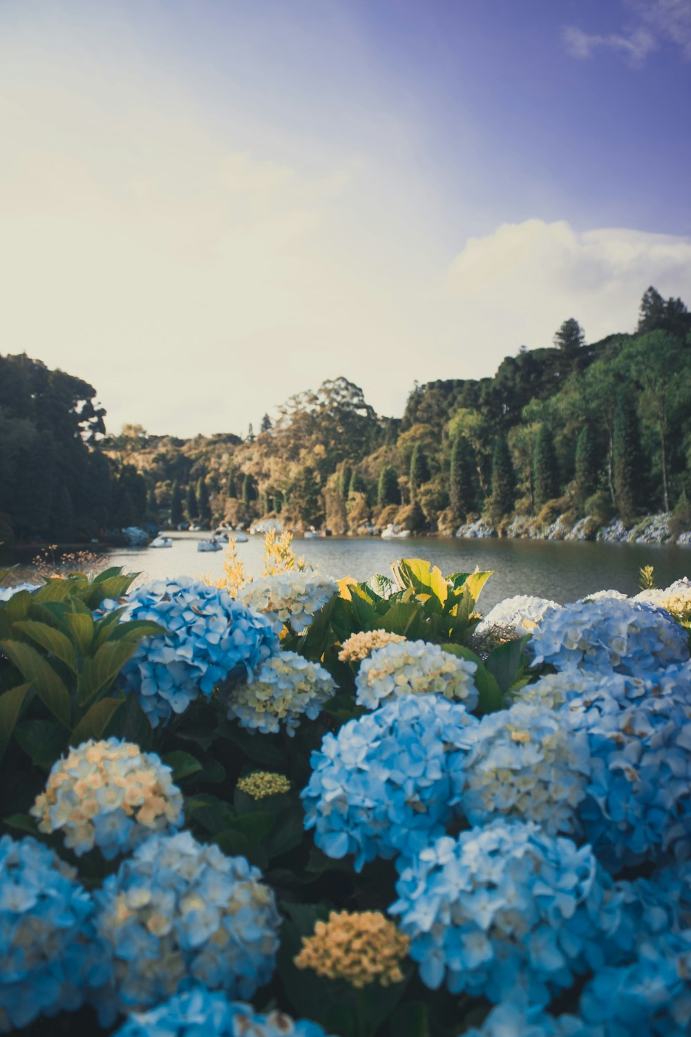 blue flowers on body of water during daytime