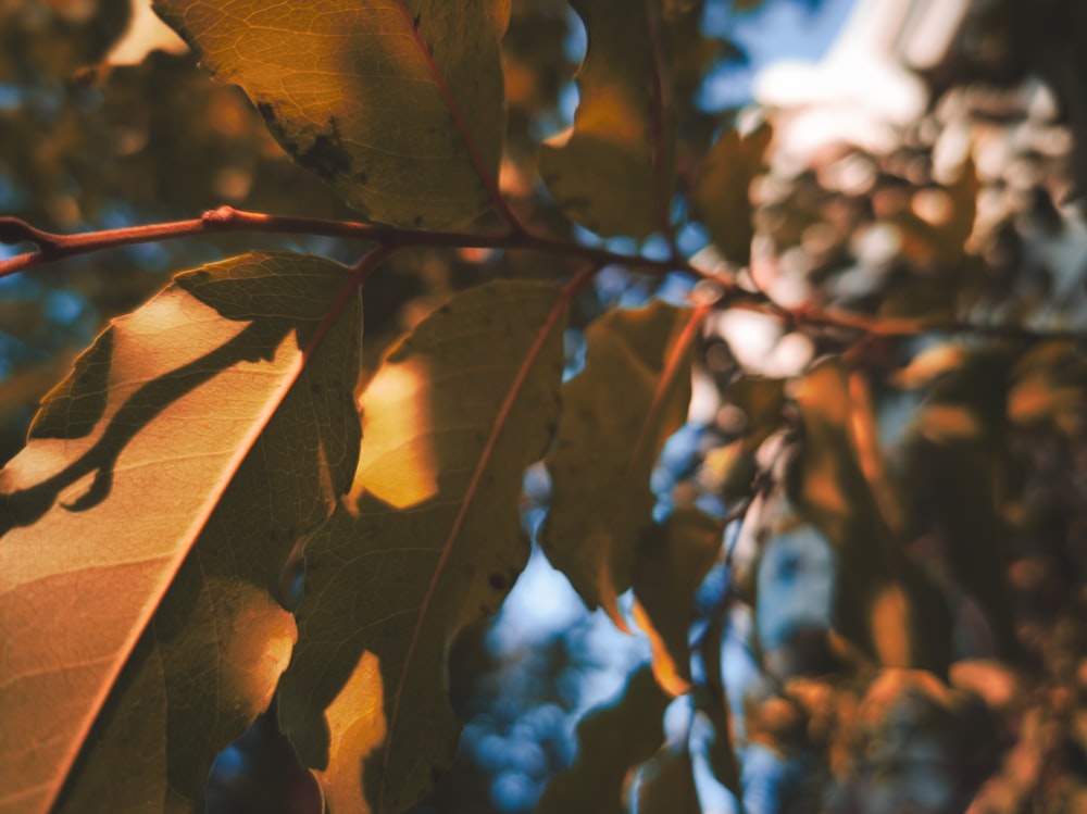 brown leaves in tilt shift lens