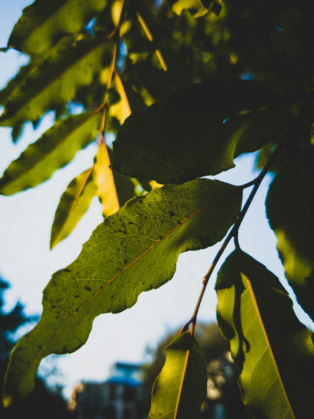 Hojas verdes en la lente de cambio de inclinación