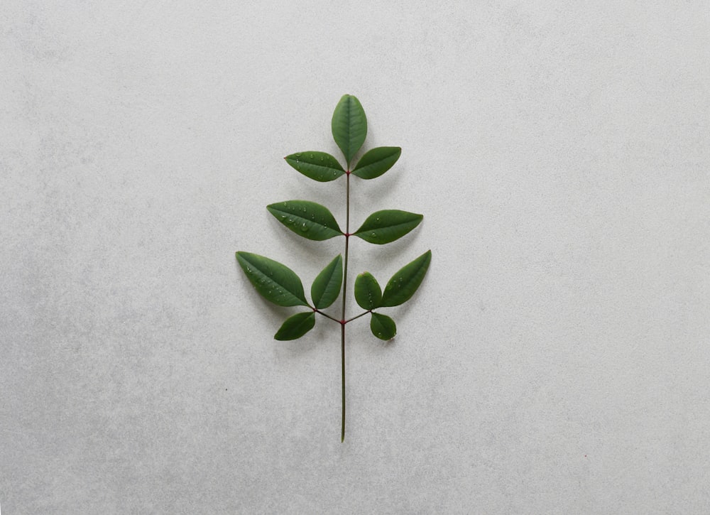 green leaves on white surface