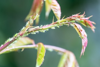 A close-up view of a plant stem with new leaves, featuring numerous small, green insects clustered along the stem and near the leaves. The background is blurred, emphasizing the details of the plant and the insects.