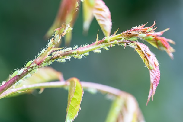 A close-up view of a plant stem with new leaves, featuring numerous small, green insects clustered along the stem and near the leaves. The background is blurred, emphasizing the details of the plant and the insects.