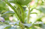 Farmers harvesting green beans by hand in a lush green farm.