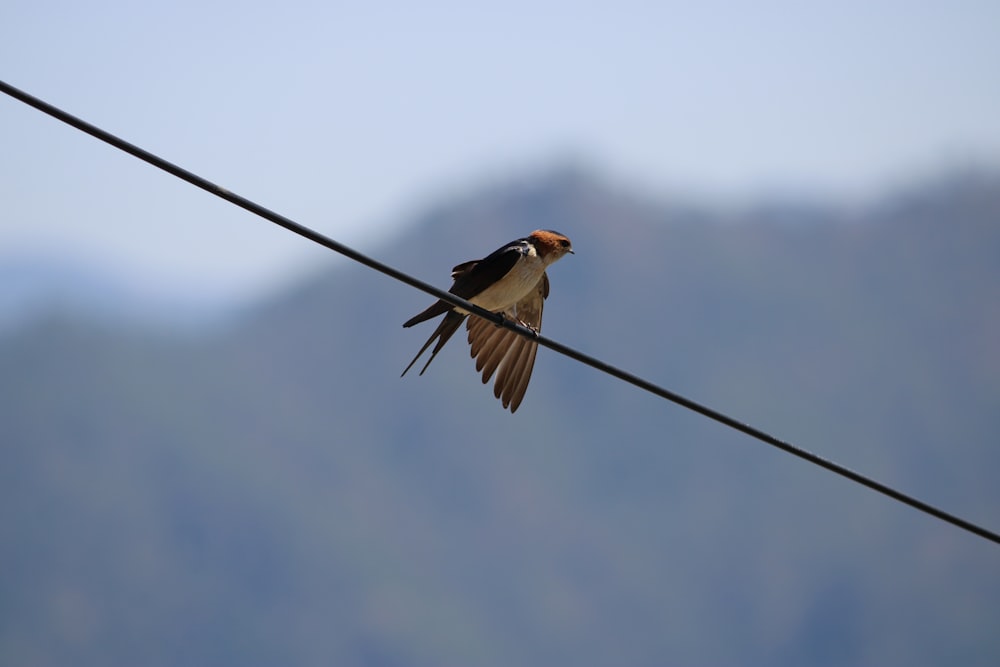 brown and white bird on black wire during daytime