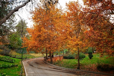 A quiet pathway winding through an autumnal park, inviting contemplation.