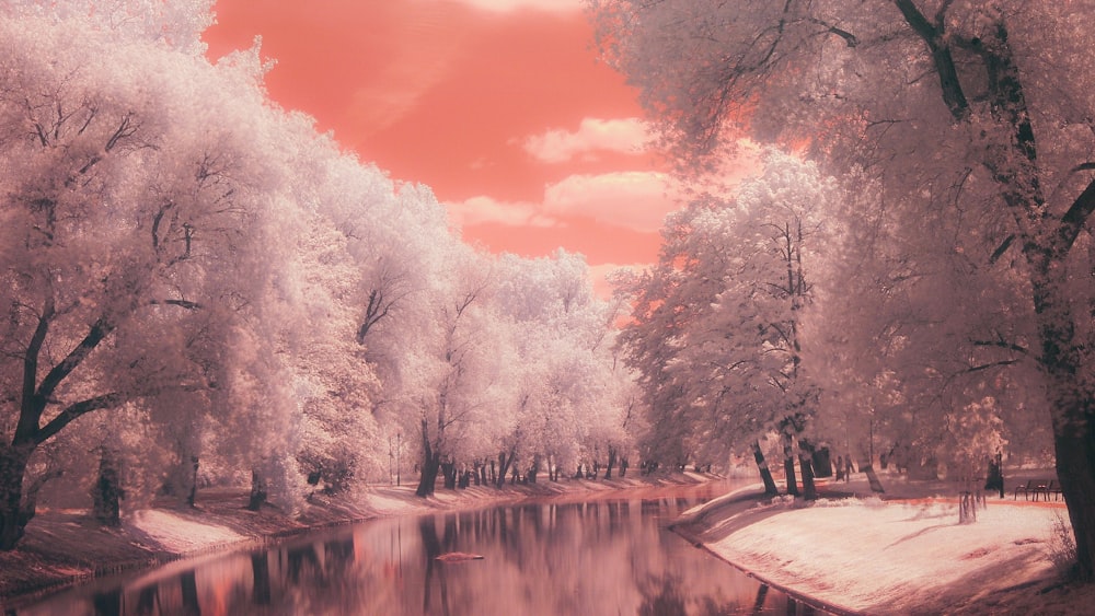 trees covered with snow near river