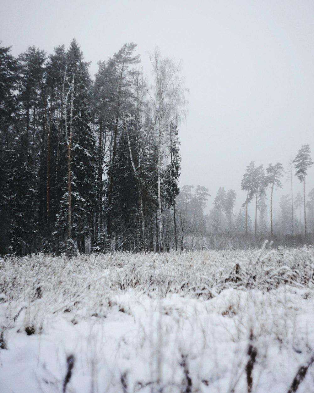 snow covered trees during daytime