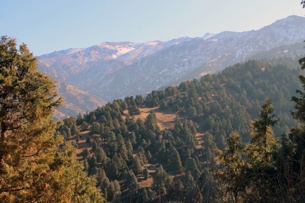 green trees on mountain during daytime