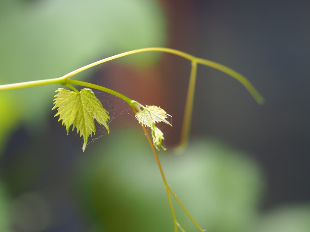 green plant in tilt shift lens