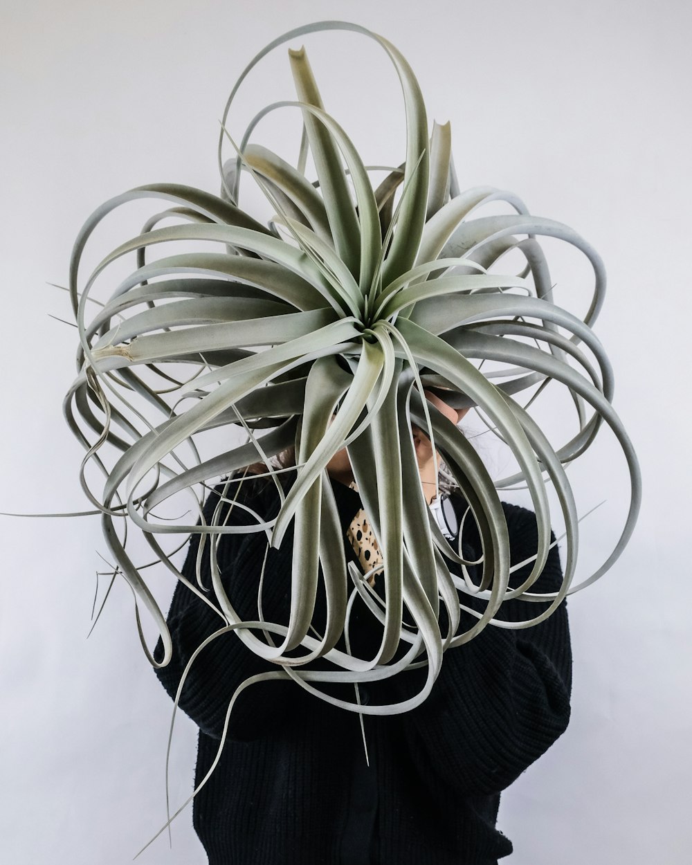 green plant on black textile