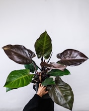 person holding green leaves on white background