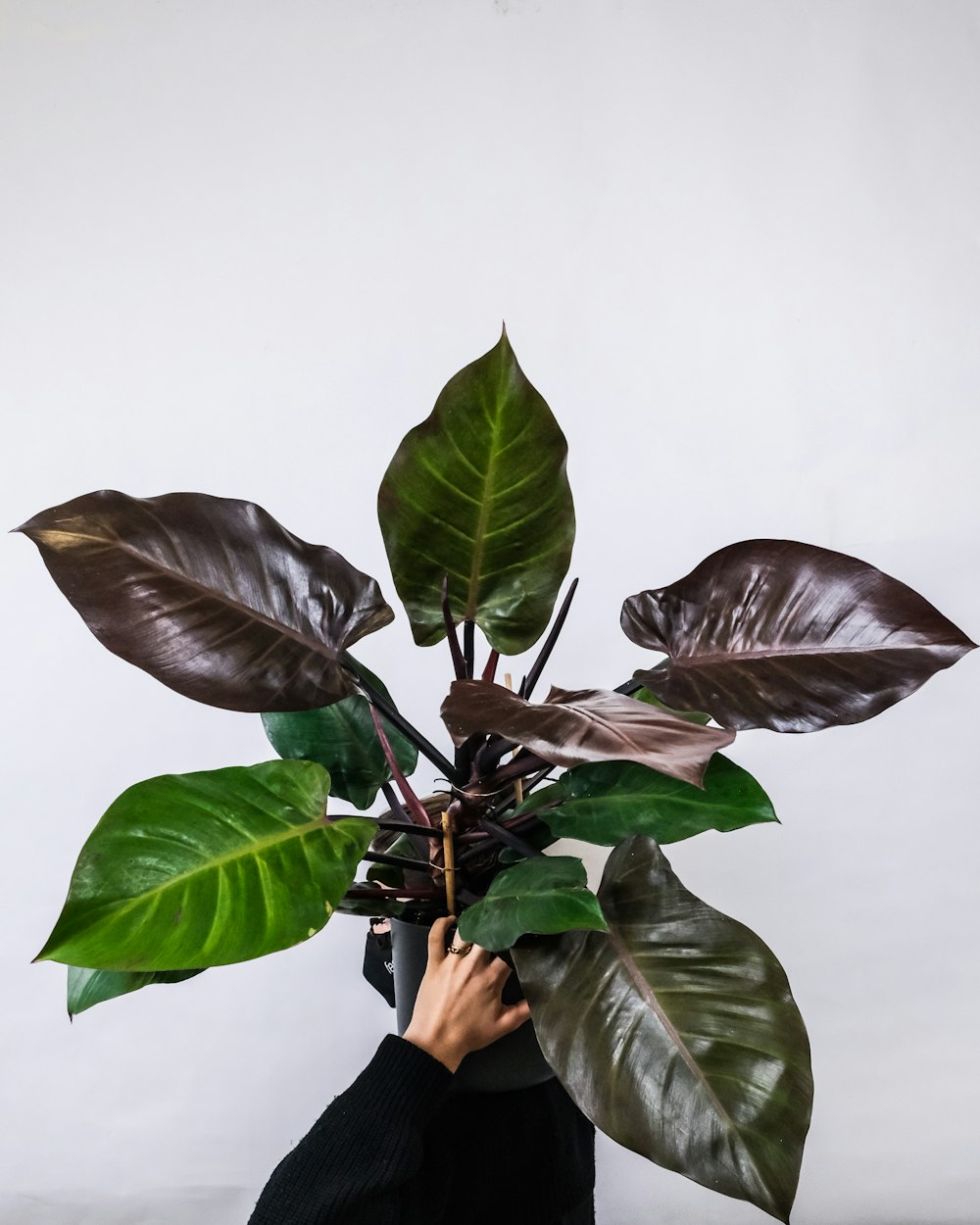 person holding green leaves on white background