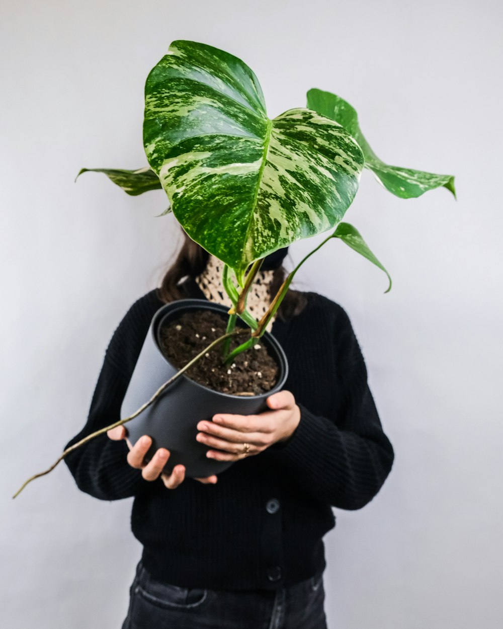 person holding green plant pot