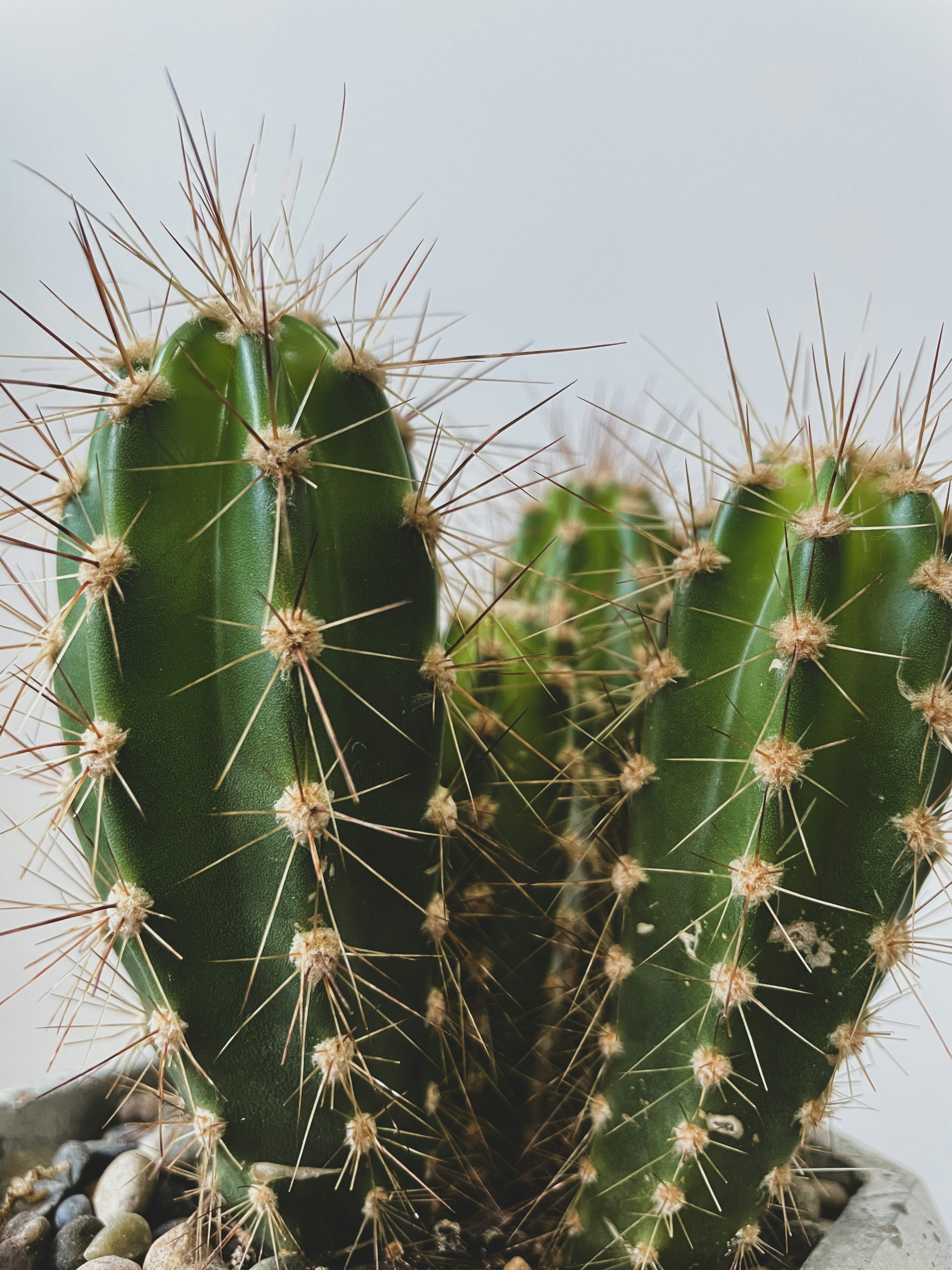 Photo by metehankaya