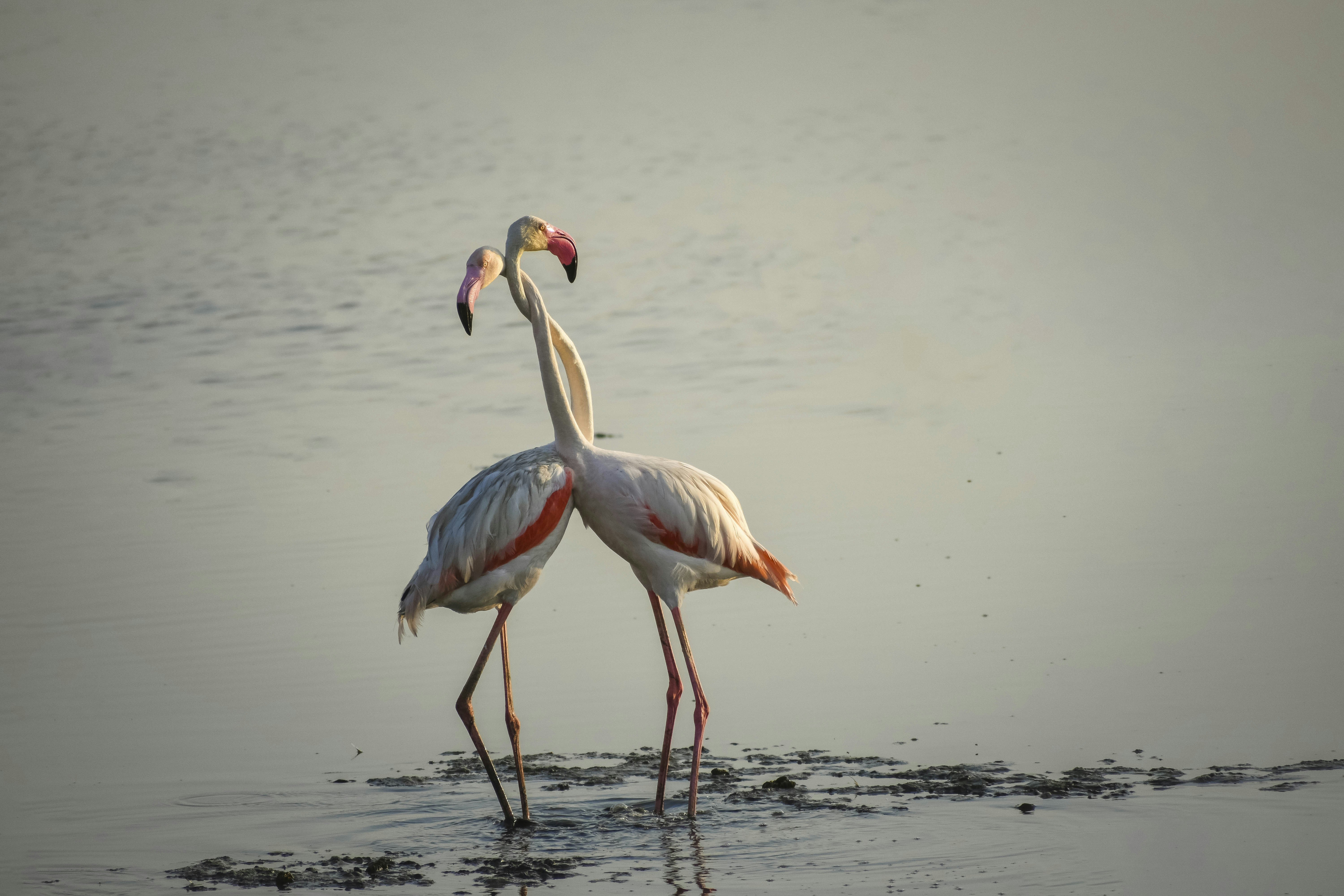 Photo by gautamramuvel