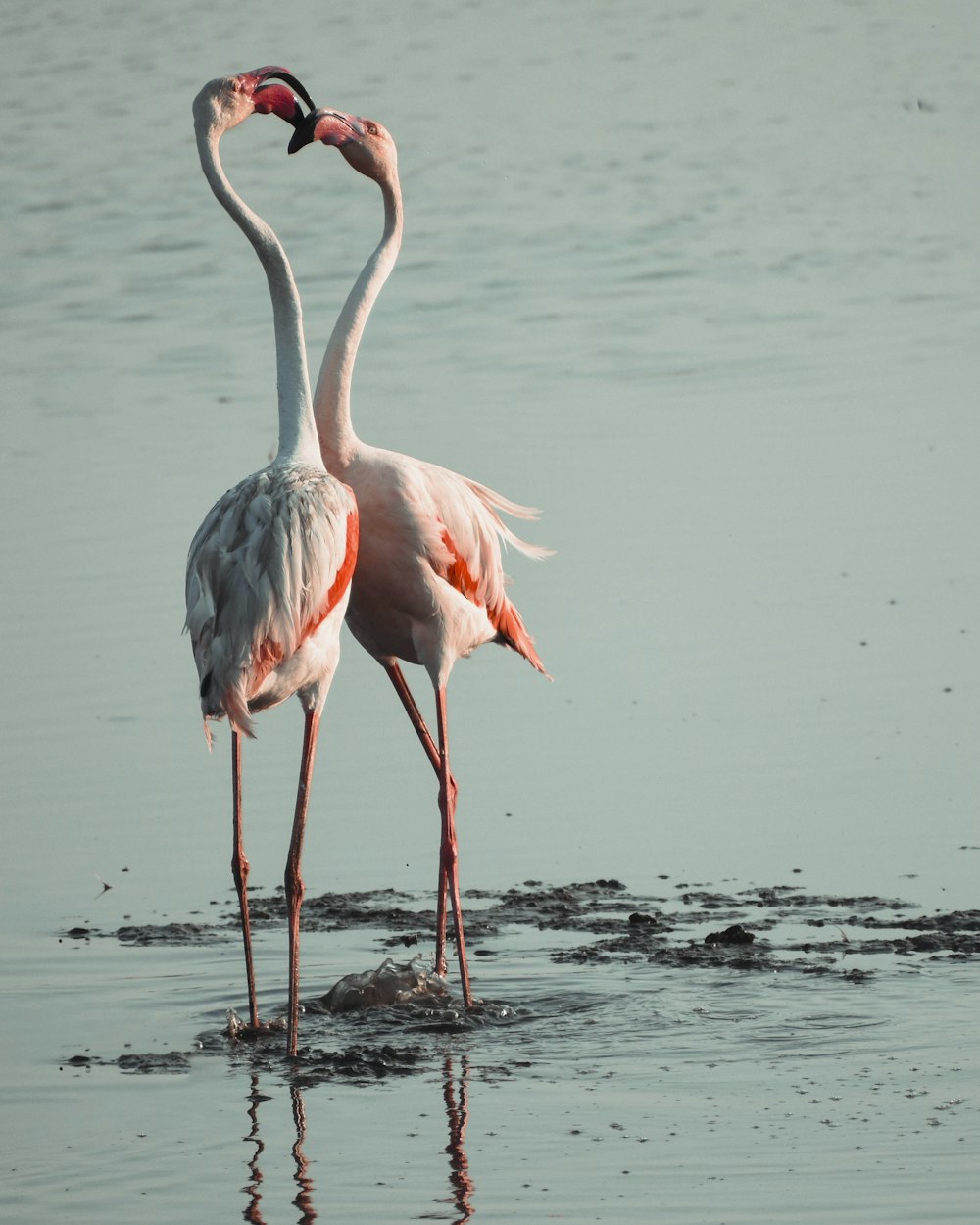 pink flamingo on body of water during daytime