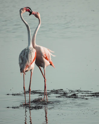 pink flamingo on body of water during daytime