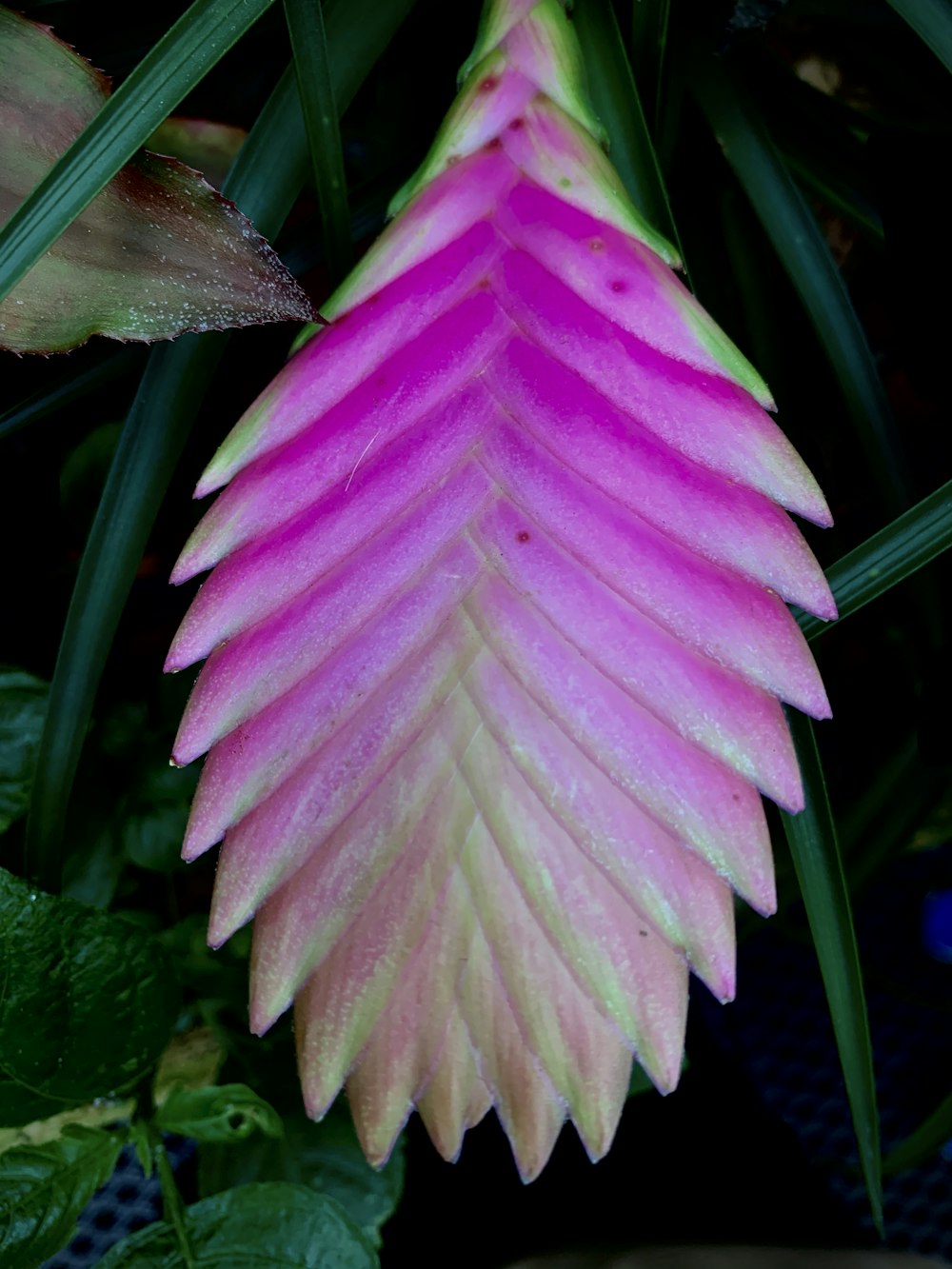 pink and green flower in close up photography