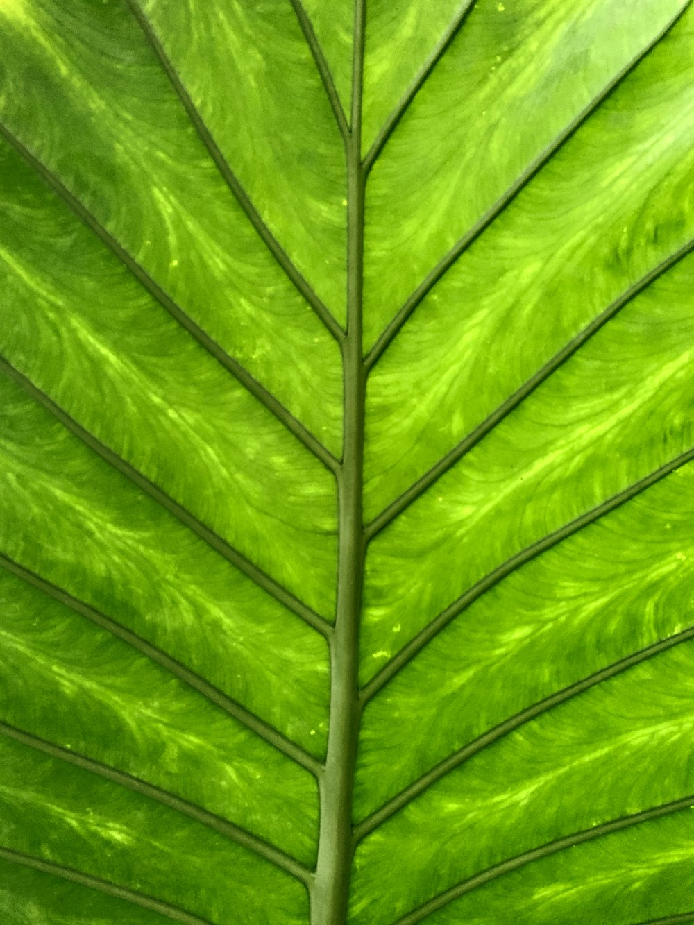 green leaf plant in close up photography