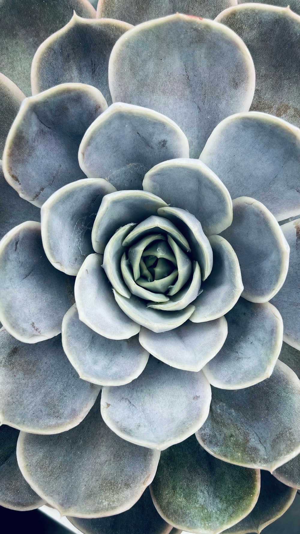 pétales de fleurs blanches et brunes