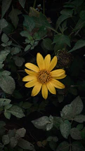 yellow flower with green leaves
