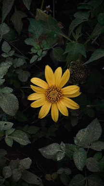 yellow flower with green leaves