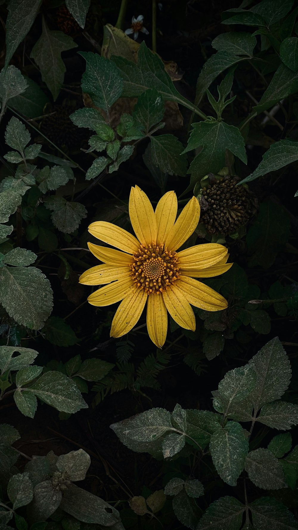 yellow flower with green leaves