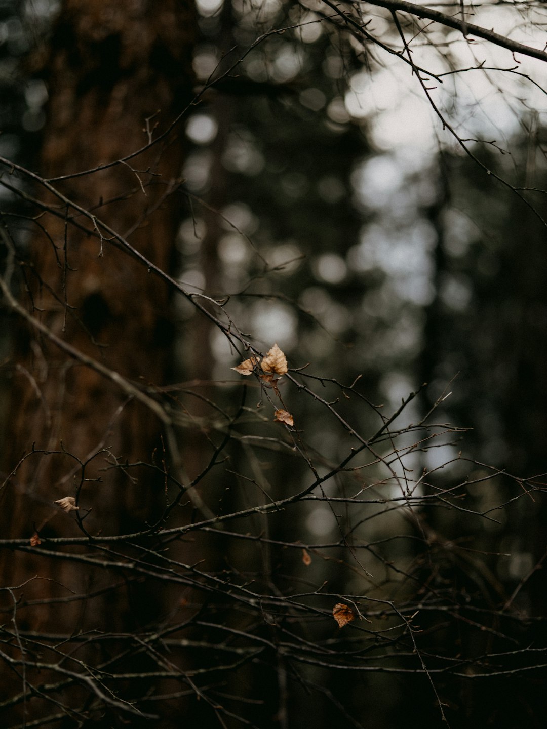 brown spider on brown tree branch during daytime